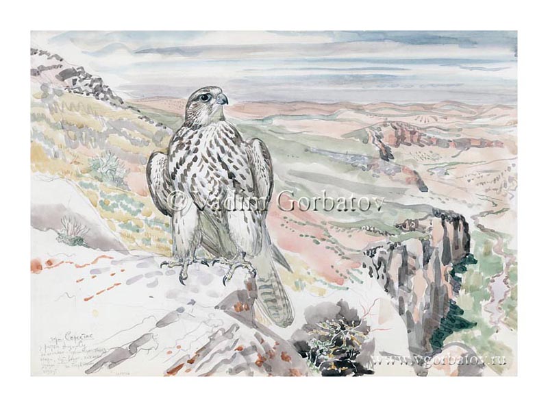 Балобан у гнезда. Горы Серектас. Saker falcon at the nest. The Serektas Mountains. Kazakhstan