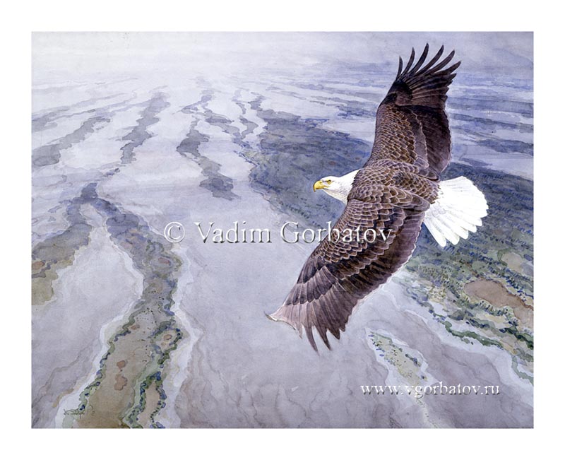 Белоголовый орлан. Дельта реки Купер. Аляска