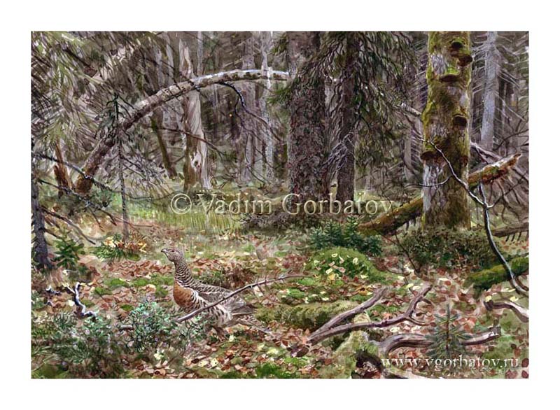 В лесной глуши. Копалуха. In the middle of the woods.  Capercaillie hen. Karelia