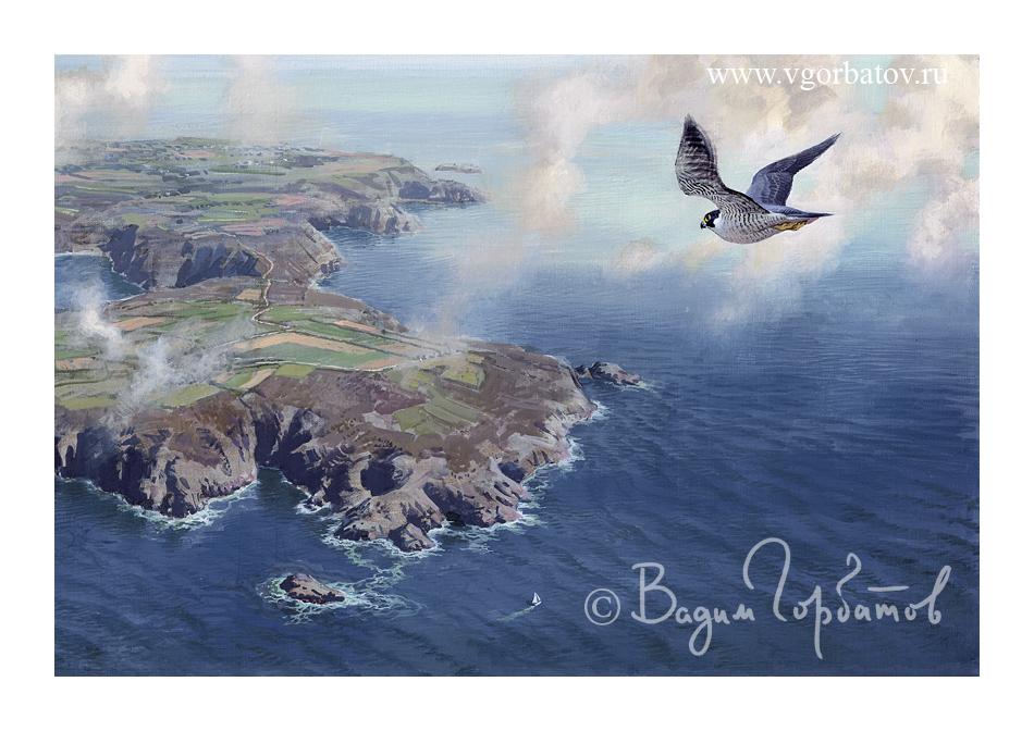 Peregrine over Sark island