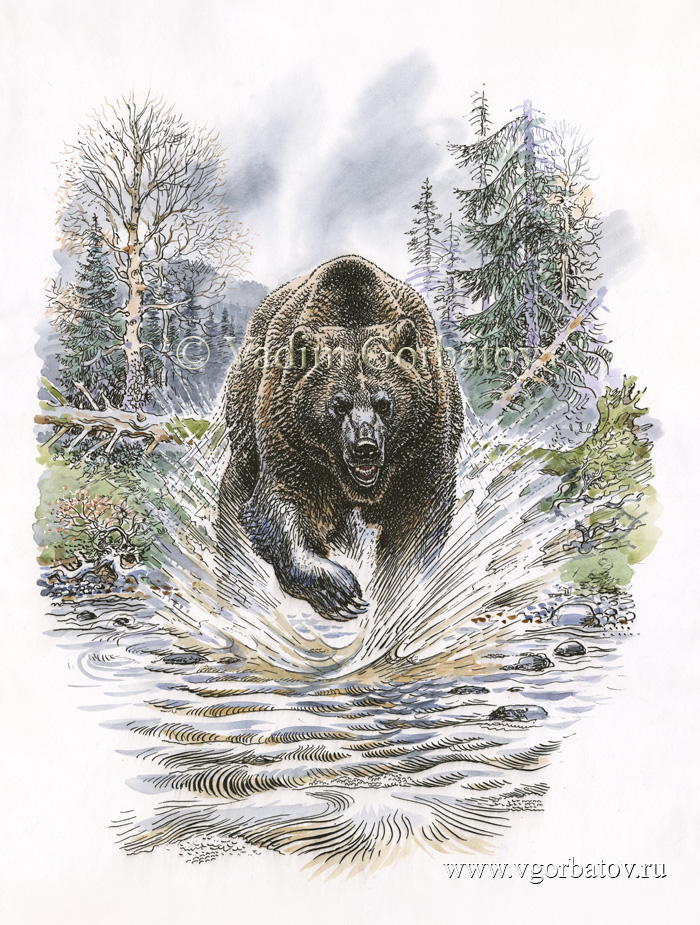 bear attacks
