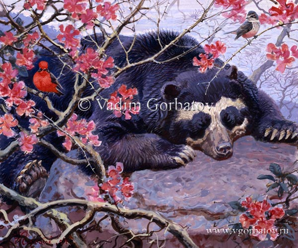 Очковый медведь и красная мухоловка. Перу