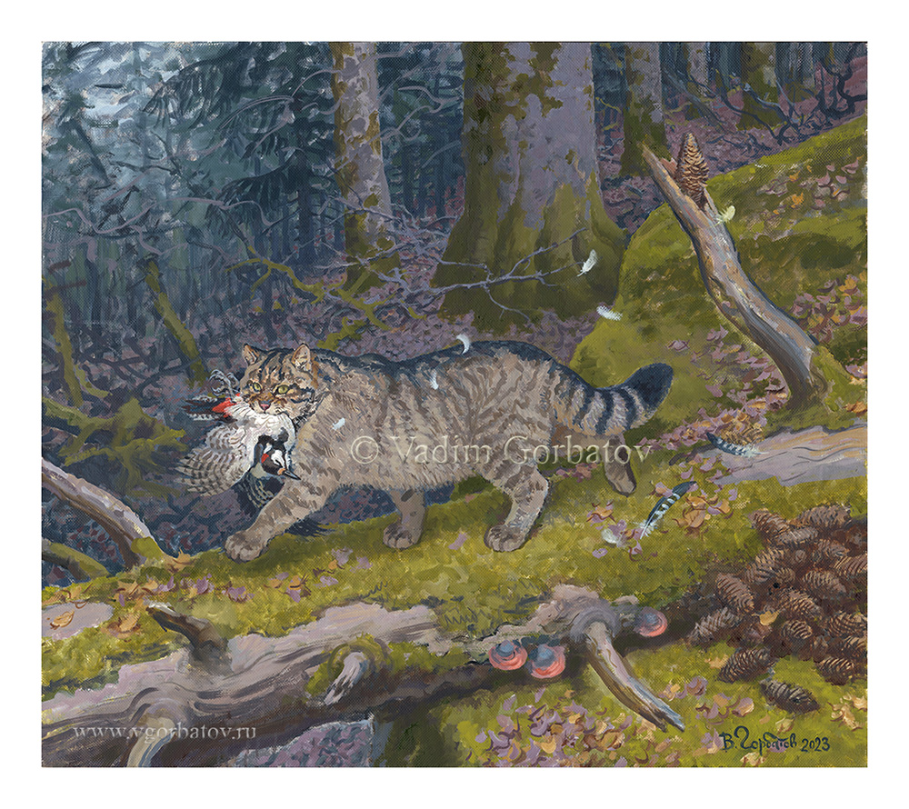 Лесной кот. European wildcat